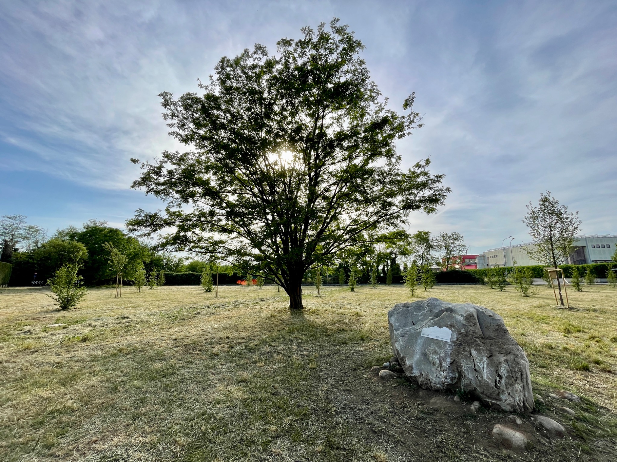Albero e masso commemorativo nel Bosco del 75°